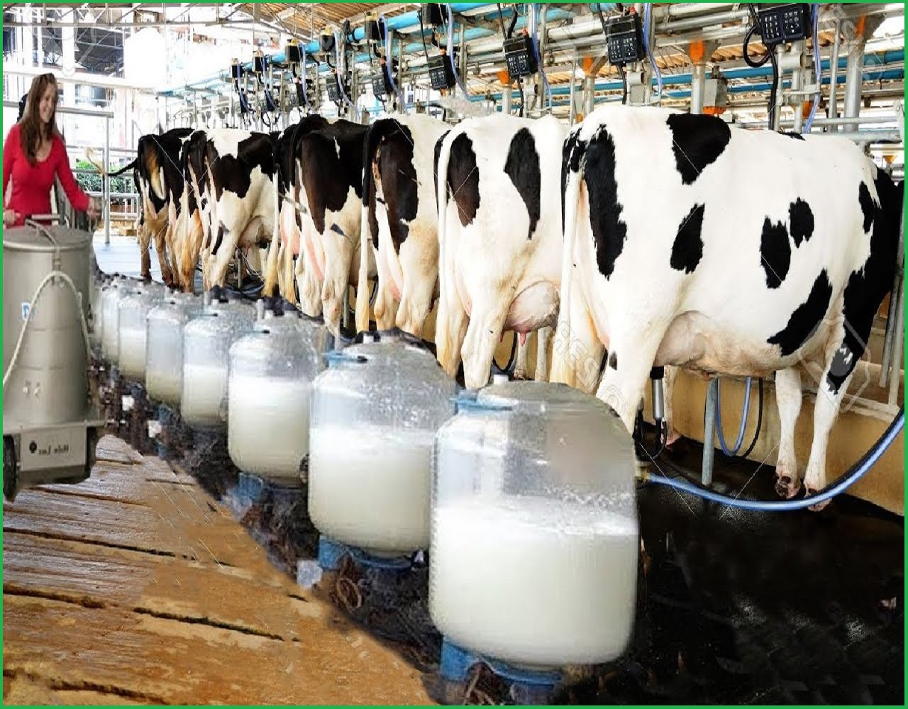Dairy